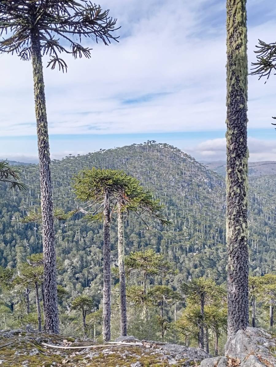 Parque Nacional Nahuelbuta